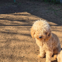 Barboncino a recupero spese