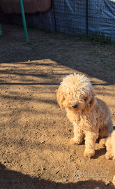 Barboncino a recupero spese