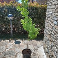 Pianta di melograno 