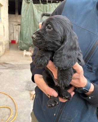 Cucciola cocker