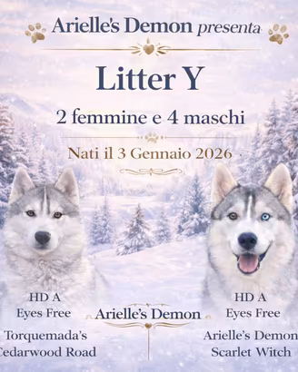 Cuccioli Siberian Husky alta genealogia