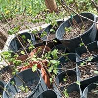 piantine di nocciolini e fichi