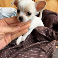 Cucciola Chihuahua