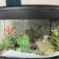 Acquario 75 l piu accessori