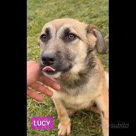 Cuccioli in adozione