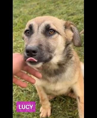 Cuccioli in adozione