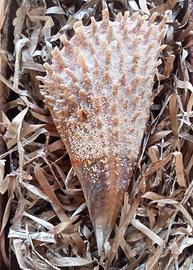 conchiglia bivalva gigante Mediterraneo 