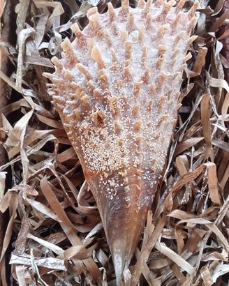 conchiglia bivalva gigante Mediterraneo 