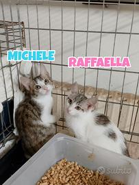 Michele e Raffaella gattini di tre mesi