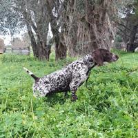 Bracco tedesco