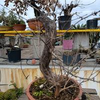 pre-bonsai acero campestre