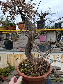 pre-bonsai acero campestre