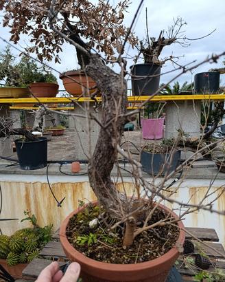 pre-bonsai acero campestre