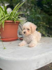 Maltipoo Cucciolo 