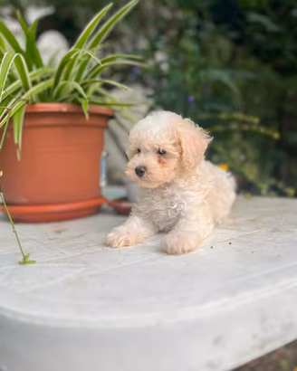Maltipoo Cucciolo 