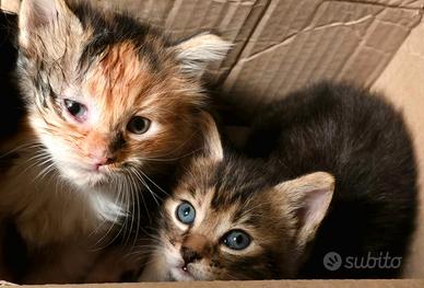Gattine di 1 mese