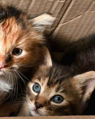 Gattine di 1 mese