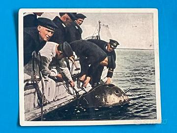 Figurina 24 SQUADRA SMINAMENTO 1919 card BALTICO
