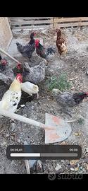 Galline ovaiole