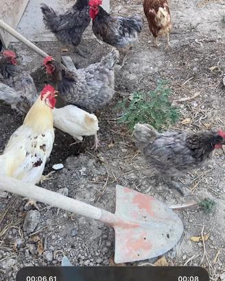 Galline ovaiole