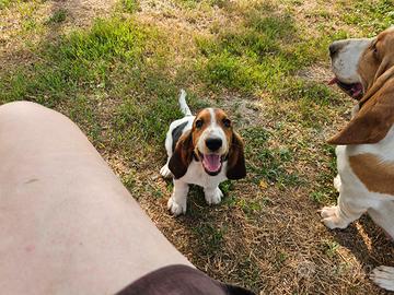 Cuccioli bassethound basset hound