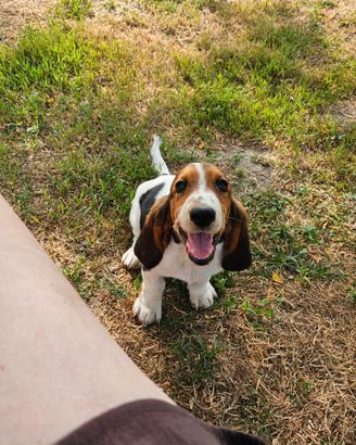 Cuccioli bassethound basset hound