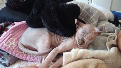 Femmina SFHINX per accoppiamento