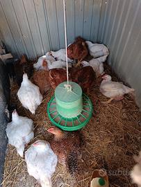 Galline,polli e uova