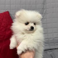 Cuccioli Spritz nano tedesco di pomerania