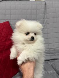 Cuccioli Spritz nano tedesco di pomerania