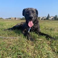 Dolce cucciola di un anno