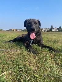 Dolce cucciola di un anno