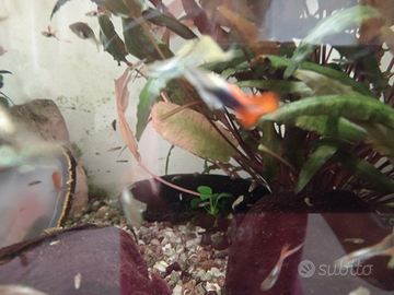 Guppy colorati maschi e femmine