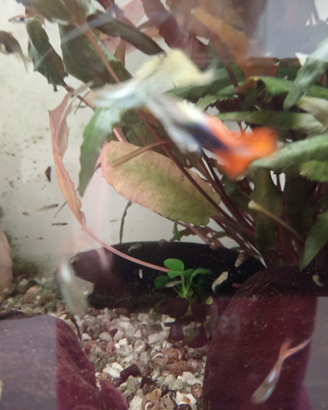 Guppy colorati maschi e femmine