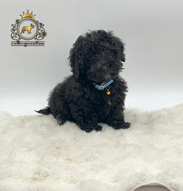 Stupendo maschietto Barboncini Black