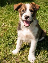 Cucciolo border collie
