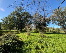 TER. AGRICOLO A MONTE PORZIO CATONE