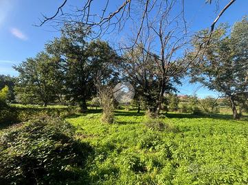 TER. AGRICOLO A MONTE PORZIO CATONE