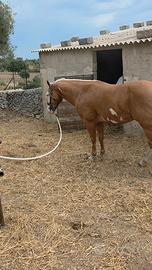 Gruppo paint horse