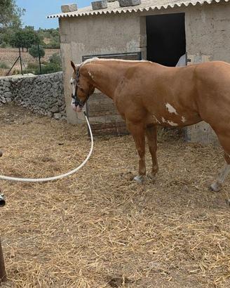 Gruppo paint horse