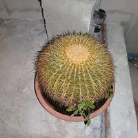 pianta grassa