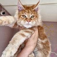 Maine coon