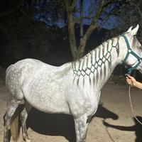 Cavalla angloaraba più puledro