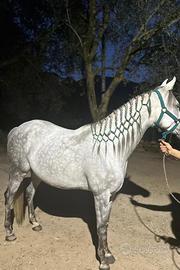 Cavalla angloaraba più puledro