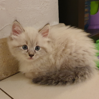 Gattini siberiani color neva masquerada