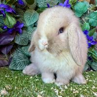 Minilop sempre disponibili con pedigree