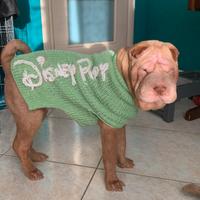 Shar-pei maschio per monta - Albicocca Diluito