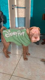 Shar-pei maschio per monta - Albicocca Diluito