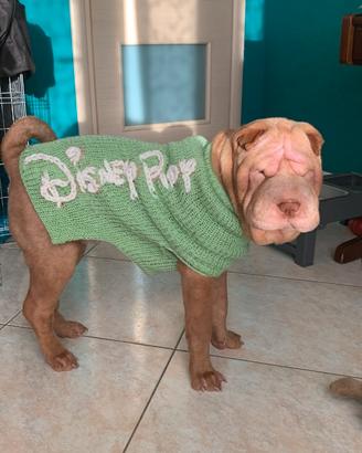 Shar-pei maschio per monta - Albicocca Diluito