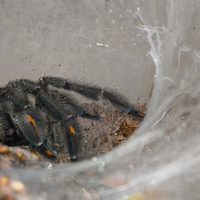 Psalmopoeus irminia - Migale maschio adulto